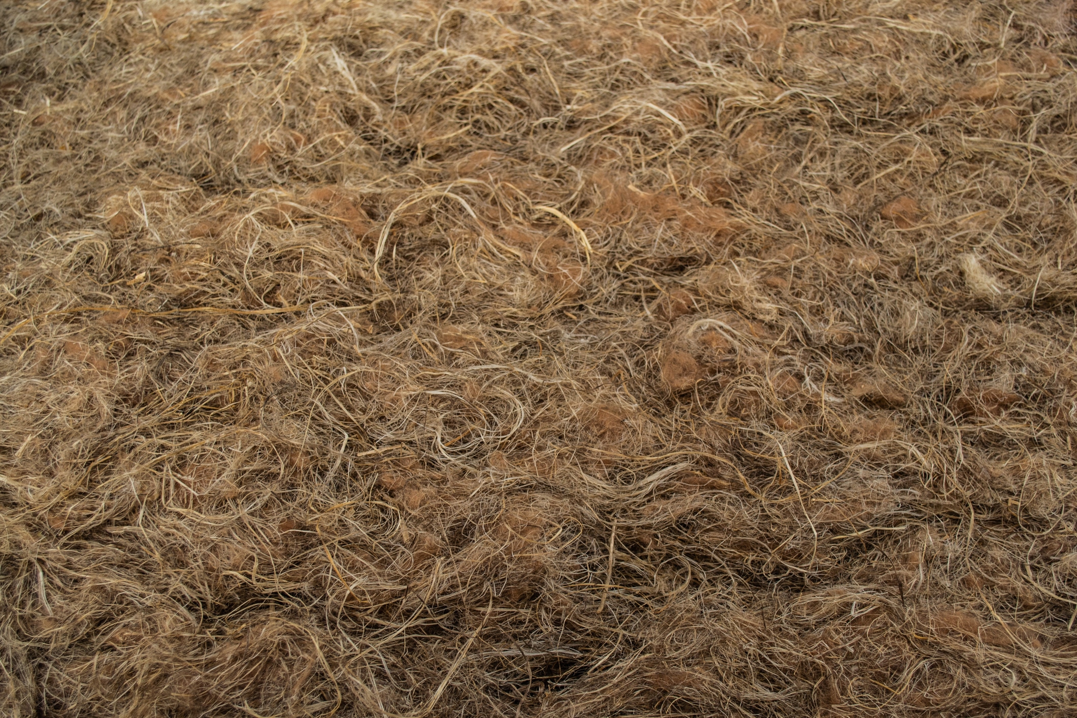 Close-up of coarse bast fiber obtained from the stems of cannabis.