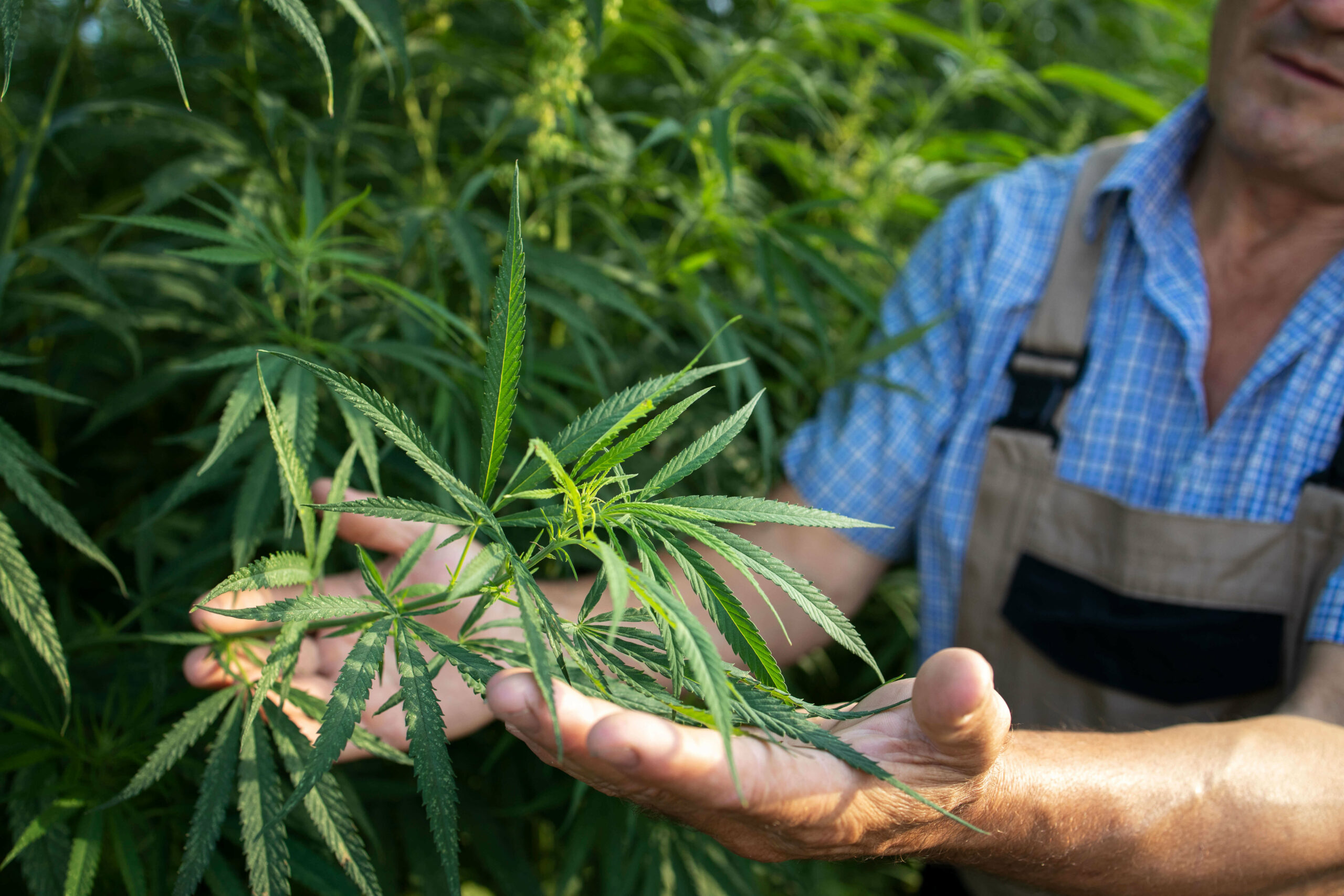 Farmer with Hemp leaf in hands