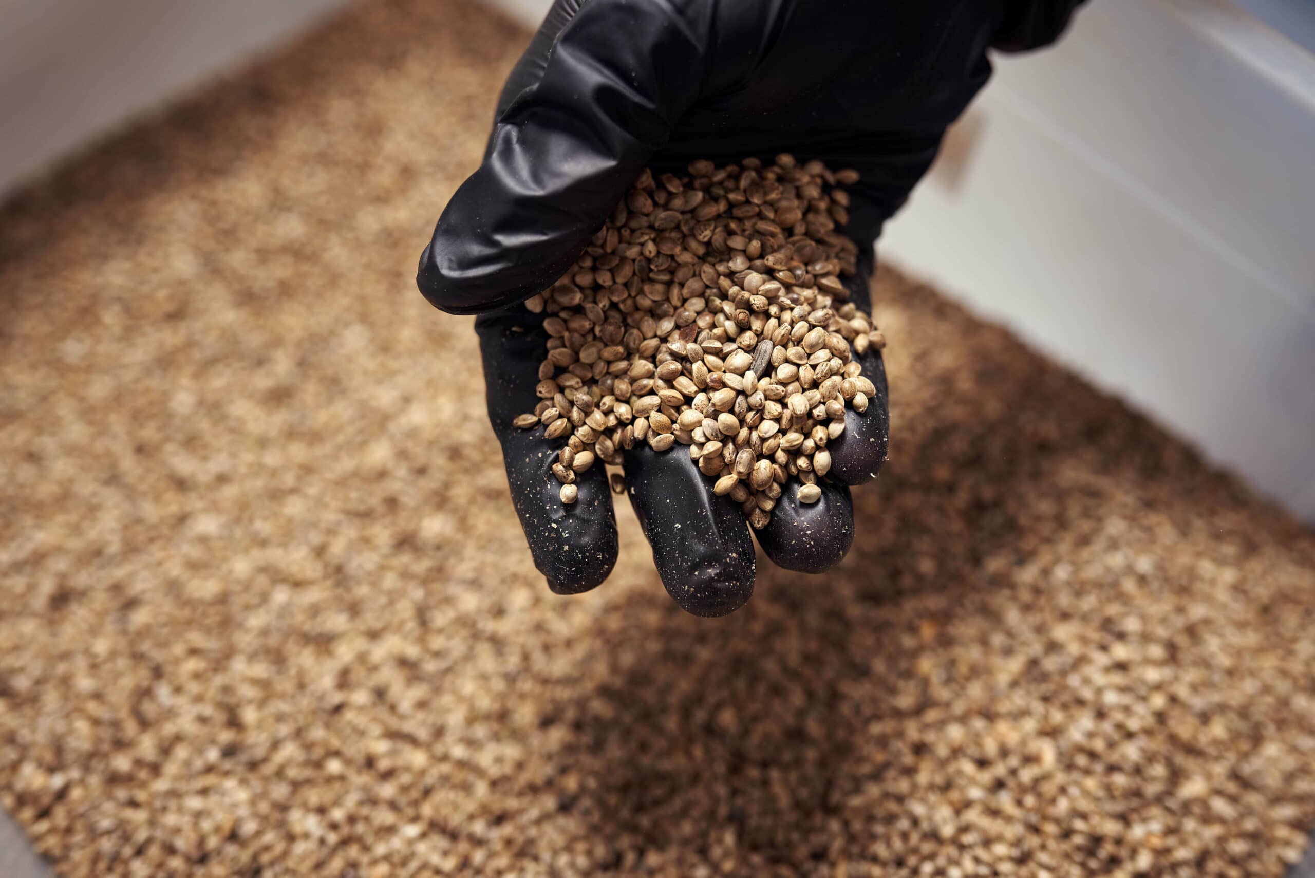 Hemp seeds in gloved hand