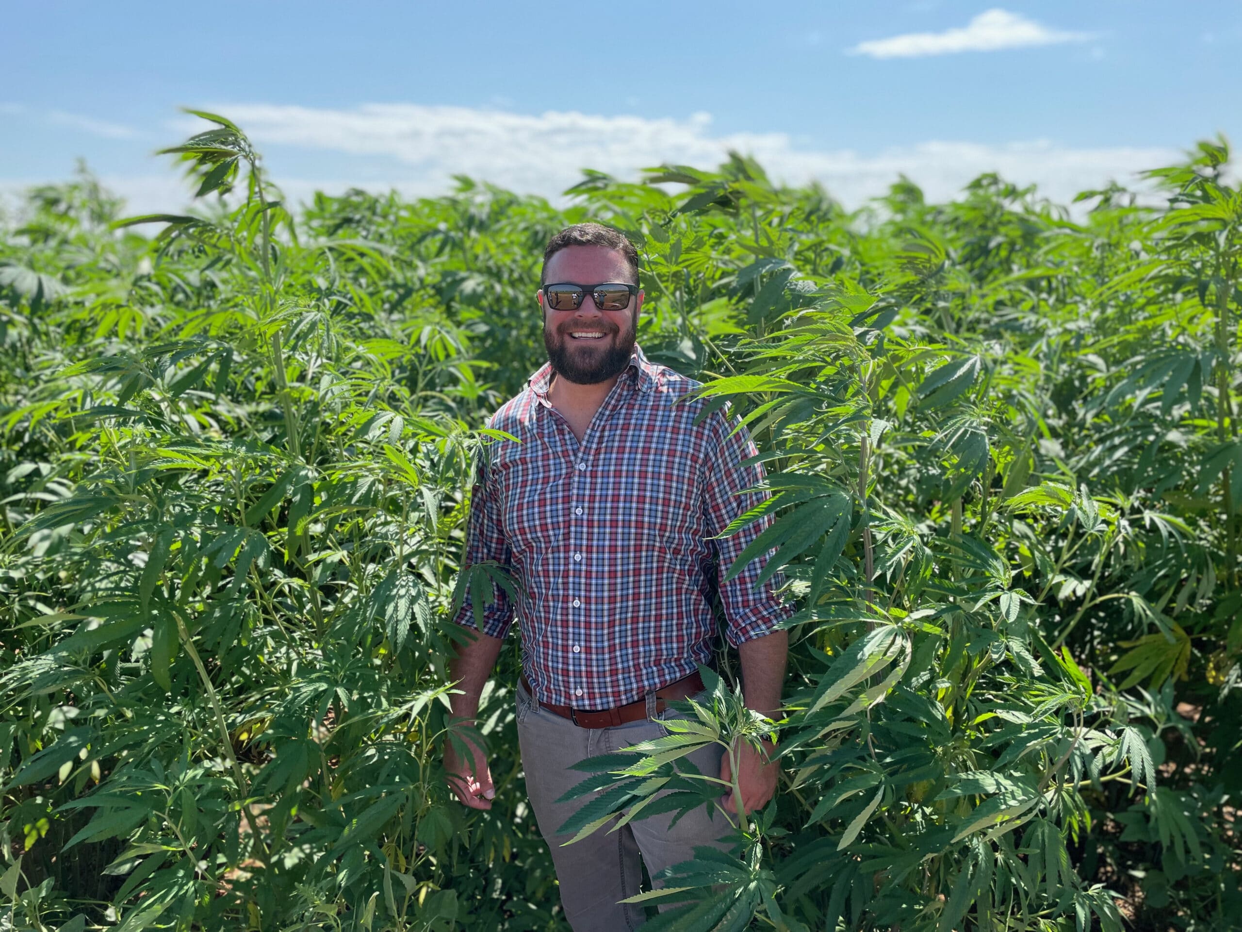 A smiling man standing in a large field of cannabis under a blue sky.
