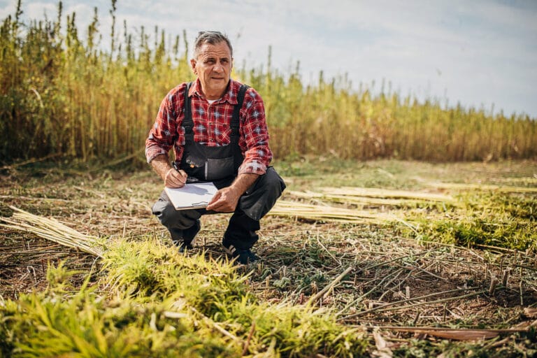 Farmer in an agricultural field examining hemp plants and writing in a notepad.